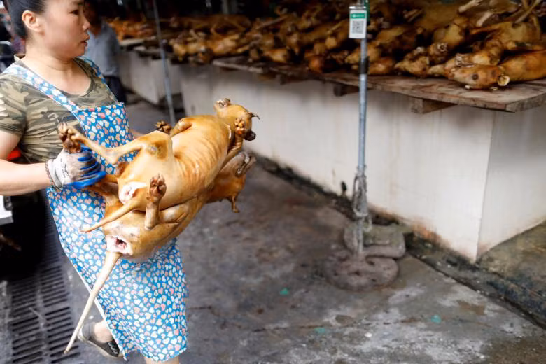 lễ hội,thịt chó,Trung Quốc
