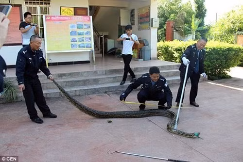 Công nhân hãi hùng phát hiện trăn khổng lồ 100 tuổi - ảnh 8
