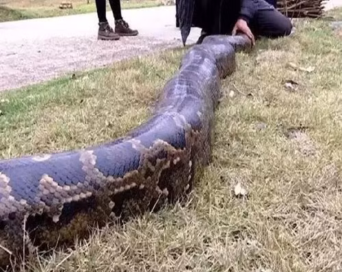 Công nhân hãi hùng phát hiện trăn khổng lồ 100 tuổi - ảnh 2
