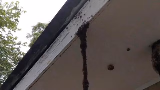 Lũ kiến xuất phát từ trên trần nhà...