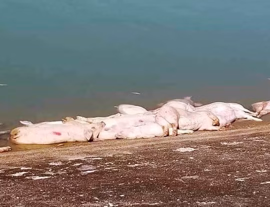 Heo chết thả đầy hồ Suối Dầu Tá hỏa heo chết thả đầy hồ ở Khánh Hòa