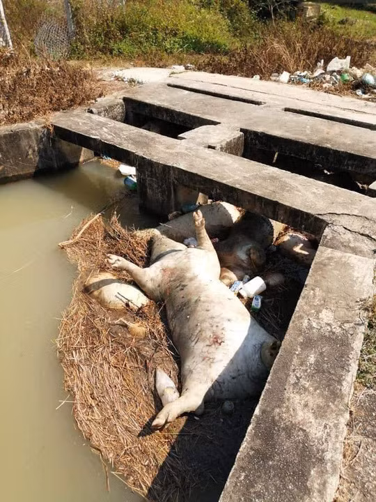 Tá hỏa heo chết thả đầy hồ ở Khánh Hòa