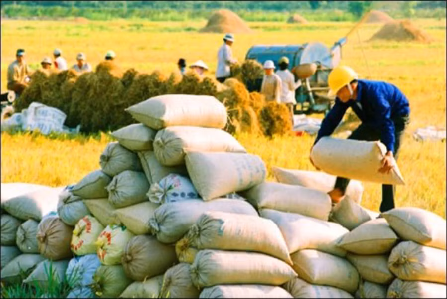 Hiện giá lúa ổn định ở mức 4.500 đồng đến 4.600 đồng/kg (Ảnh: minh họa)