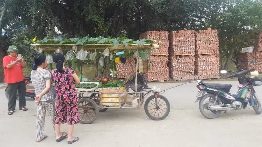 Mang cả vườn đi bán.