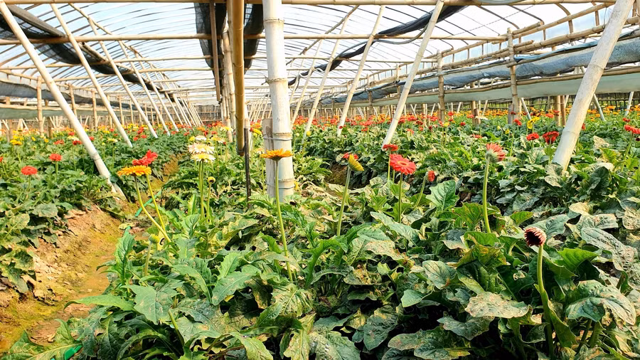 Những dãy nhà lưới trồng hoa đồng tiền.