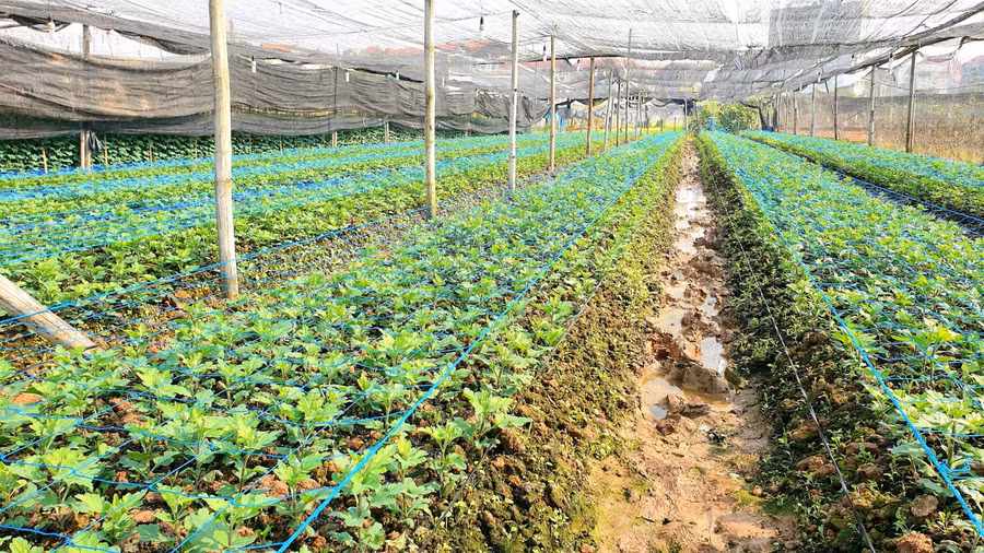 Chăng lưới làm giàn đỡ cho hoa thẳng và không bị gãy.