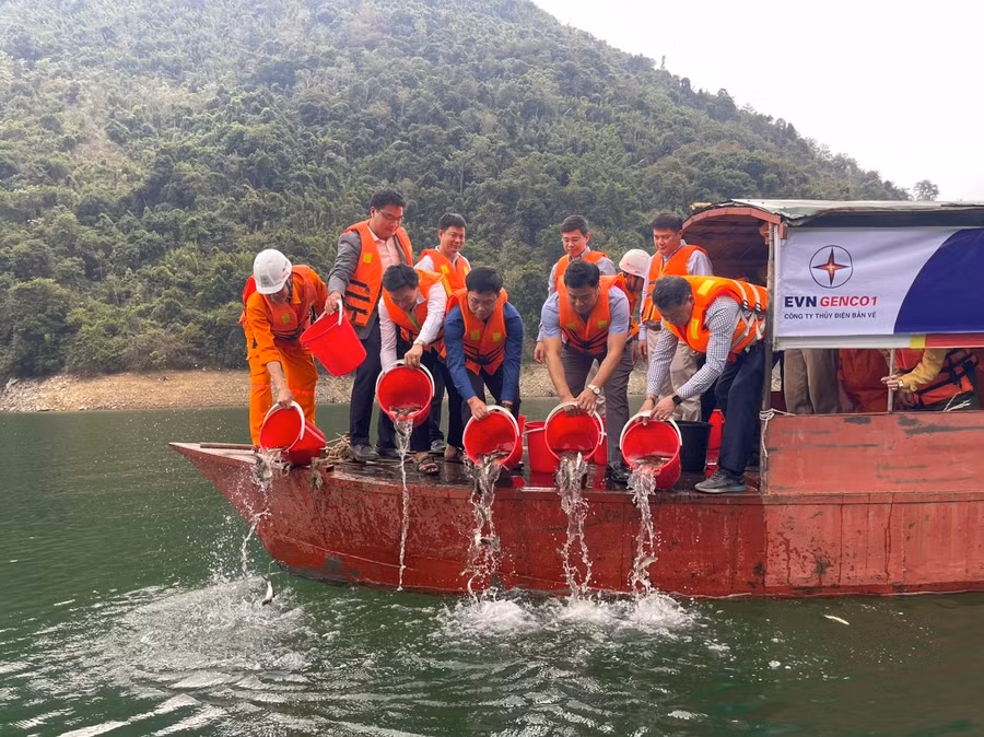 Thả 1,3 tấn cá giống xuống lòng hồ thủy điện Bản Vẽ.