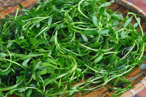 Rau đắng đất mọc dại ven bãi sông, bãi biển có vị đắng, tính mát giúp thông tiểu, nhuận gan... Ảnh:GC Rau đắng đất mọc dại ven bãi sông, bãi biển có vị đắng, tính mát giúp thông tiểu, nhuận gan... Ảnh: GC