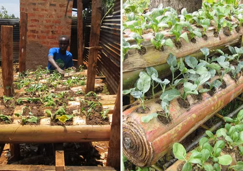Nông dân Kenya trồng rau ăn lá trên thân chuối. Ảnh: Yongo Otieno Wycliffe.