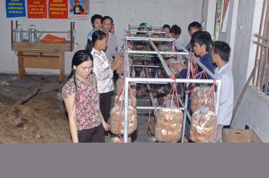 Học viên Trung tâm GDNN-GDTX Hoành Bồ tham gia lớp học trồng nấm