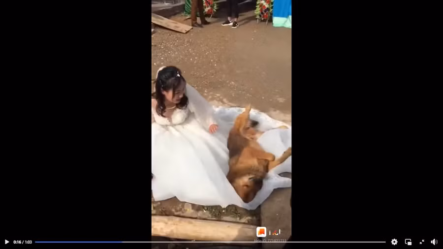 Clip: Chó cưng quyết liệt "phản đối", không cho chú rể rước dâu