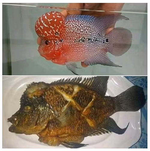 Đói quá hóa liều. Đói quá hóa liều.