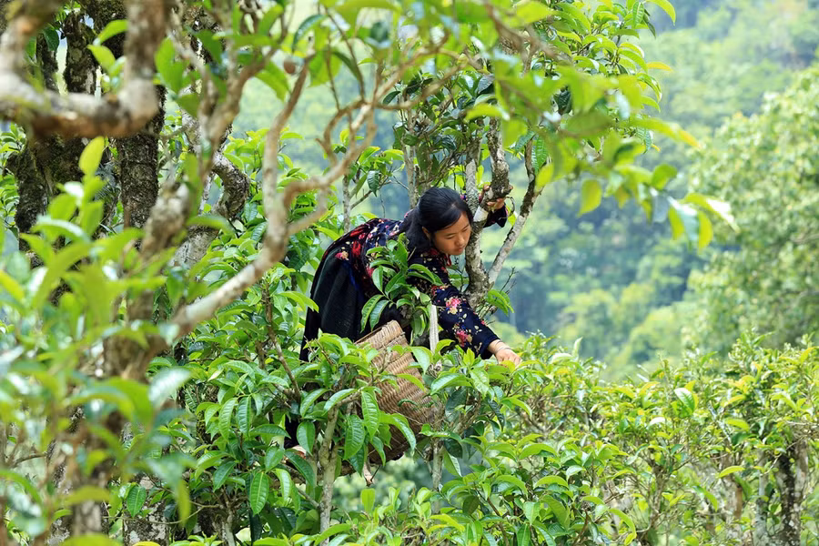Chè Shan Tuyết Tủa Chùa là một trong những sản phẩm OCOP có chất lượng tốt. Chè Shan Tuyết Tủa Chùa là một trong những sản phẩm OCOP có chất lượng tốt.