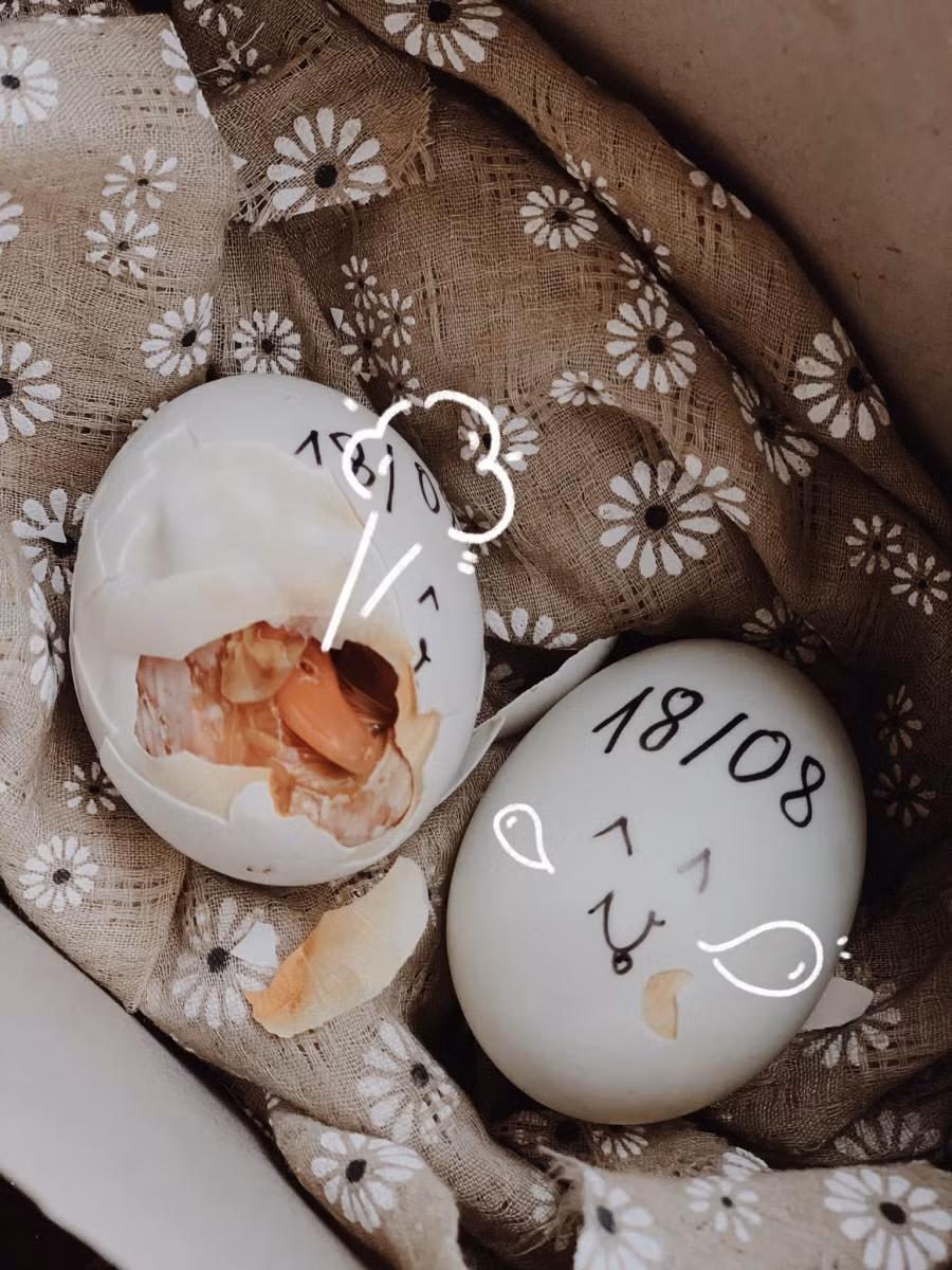 Mẹ đảm chia sẻ ấp trứng lộn thành vịt làm thú cưng cho con, ai nhìn cũng "cưng xỉu" ảnh 1