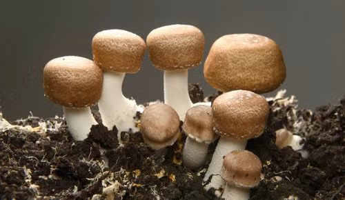 Nấm Agaricus chứa hoạt chất Beta-Glucans hỗ trợ điều trị ung thư. Những loại nấm, rong nâuhỗ trợ điều trị ung thư ít ai biết (bài xin Edit) - 1
