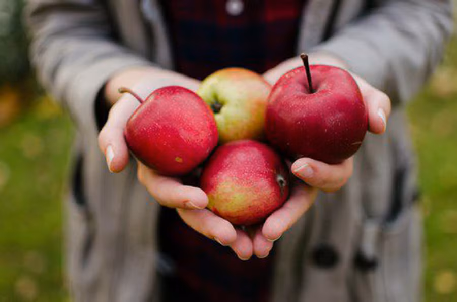 Quercetin trong táo giúp bảo vệ não của bạn khỏi bị tổn thương do căng thẳng oxy hóa. (Ảnh: ITN) Quercetin trong táo giúp bảo vệ não của bạn khỏi bị tổn thương do căng thẳng oxy hóa. (Ảnh: ITN)