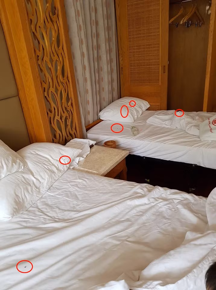 Ruồi bậu đầy trên giường khiến mọi người vô cùng bức xúc.