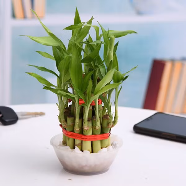  5 loại cây hợp phong thủy đặt bàn làm việc cho cả năm may mắn, tài lộc ảnh 3