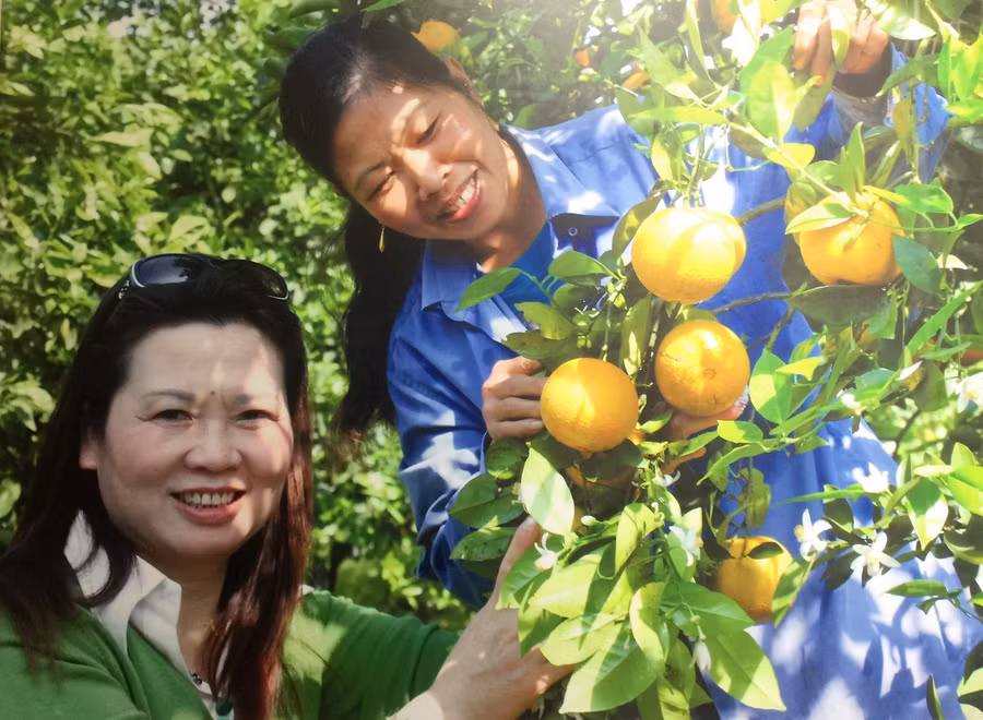 PGS Hà Thị Thúy (bên trái) bên cây cam không hạt