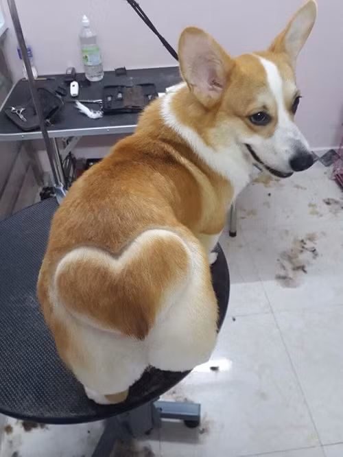 Trái tim tình yêu.
