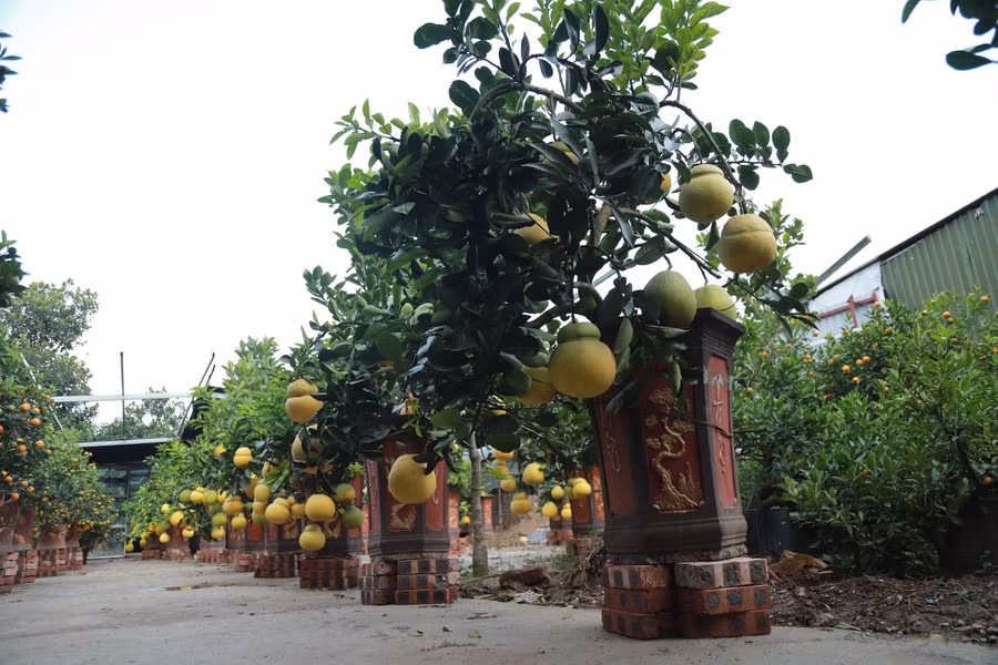 Hoa mơ rừng trắng muốt, hàng lạ hút khách chơi Tết