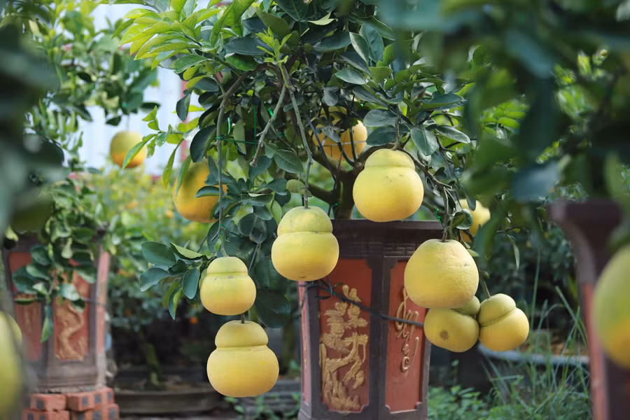 Hoa mơ rừng trắng muốt, hàng lạ hút khách chơi Tết
