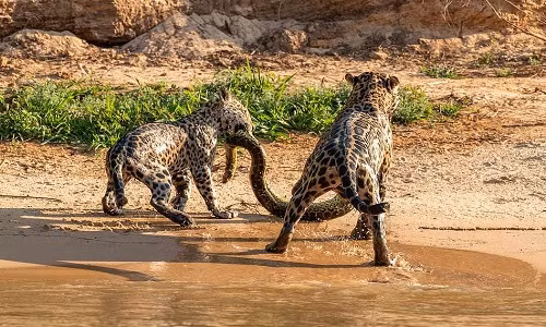 Dù mất công sức săn trăn, báo mẹ vẫn phải nhường lại mồi ngon cho con. Ảnh:Arjan Jongeneel.