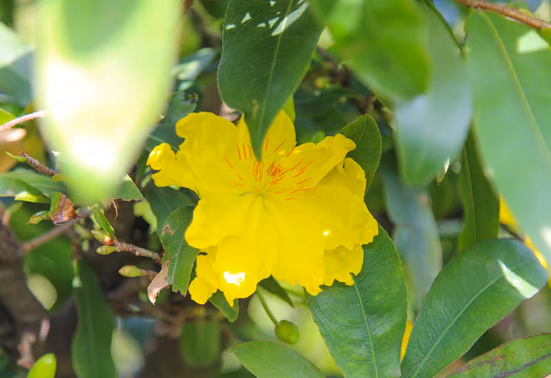 Ngoài hoa mai truyền thống, còn có các giống hoa mai đại, cho bông to, cánh đẹp