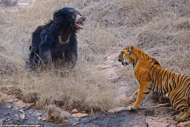 Gấu mẹ nghênh chiến với kẻ săn mồi khát máu.