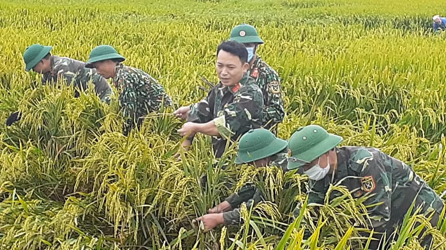 Hà Tĩnh: Huy động lực lượng công an, quân sự "cứu" lúa giúp dân ảnh 2