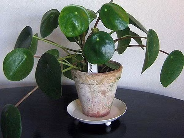 7 loại cây cảnh vừa đẹp vừa tốt, giúp nhà mát rượi mùa hè ảnh 3 7 loai cay canh vua dep vua tot, giup nha mua he van mat ruoi - 3