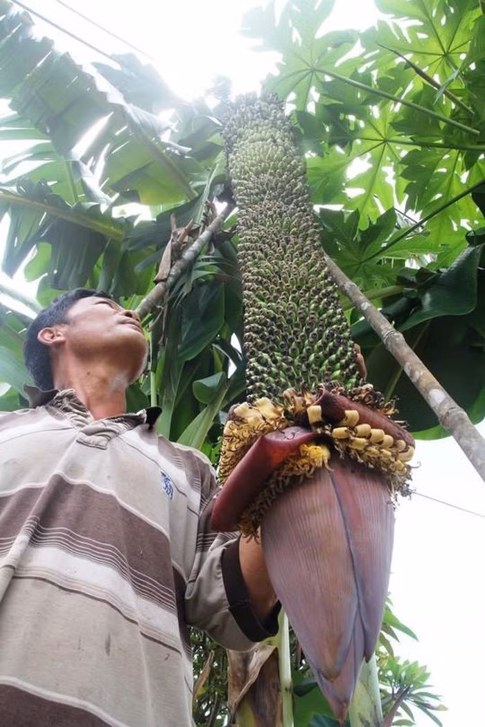 Kỳ lạ cây Kỳ lạ cây