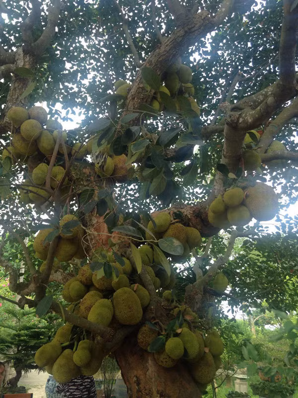 Kỳ lạ cây Kỳ lạ cây