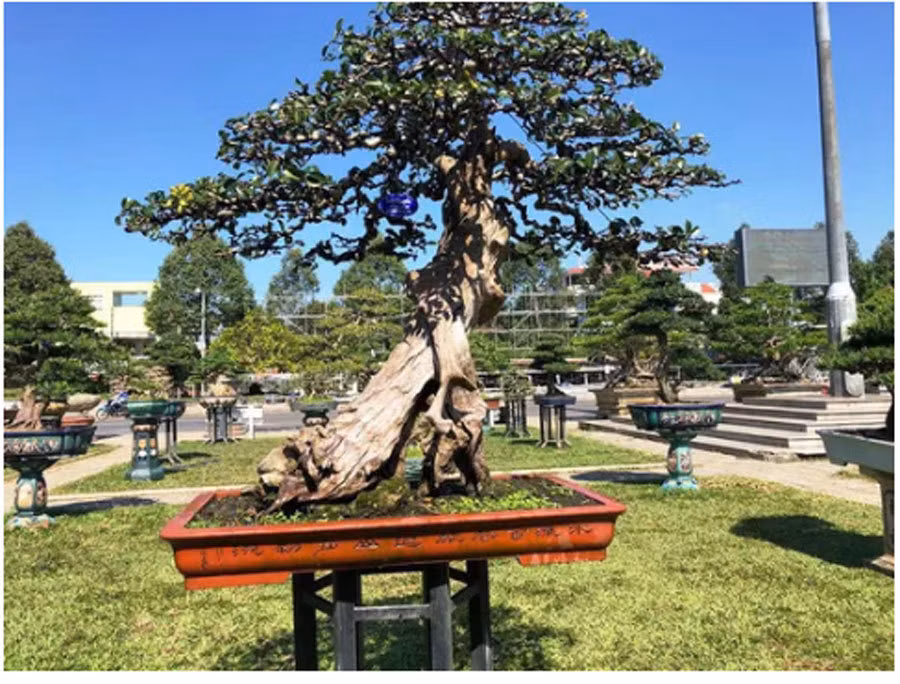 Kỳ lạ cây Kỳ lạ cây