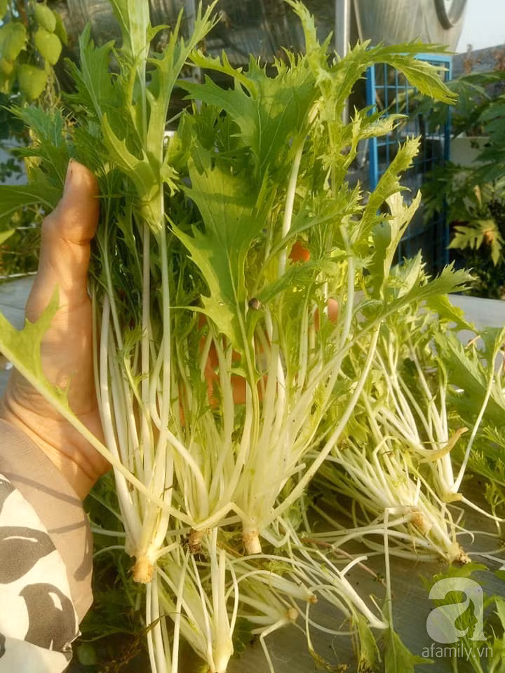 Mẹ Sài thành đã biến sân thượng 15m² thành “trang trại” đủ loại rau củ xanh mướt ảnh 32
