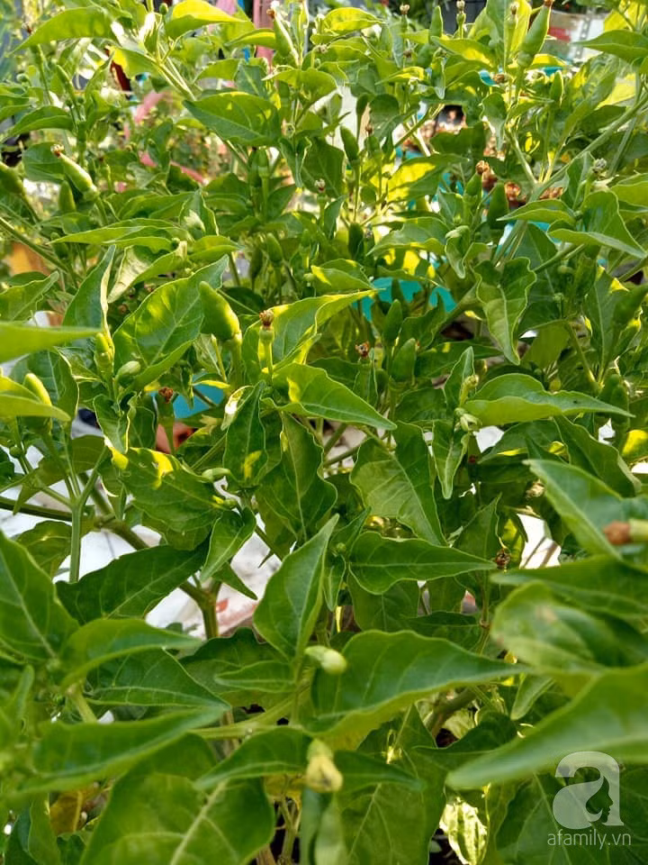 Mẹ Sài thành đã biến sân thượng 15m² thành “trang trại” đủ loại rau củ xanh mướt ảnh 25