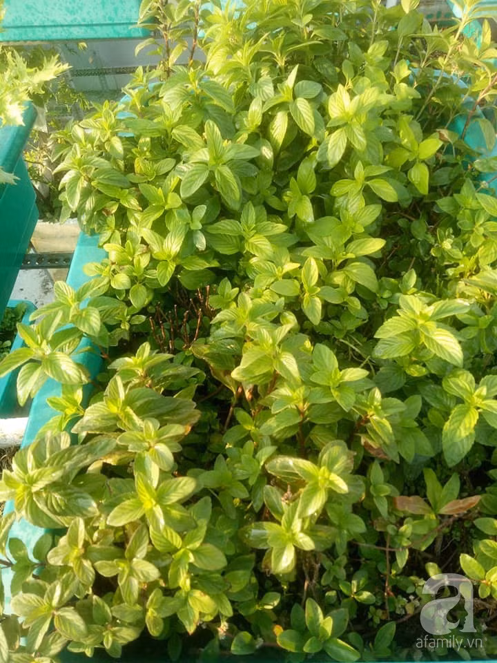 Mẹ Sài thành đã biến sân thượng 15m² thành “trang trại” đủ loại rau củ xanh mướt ảnh 31