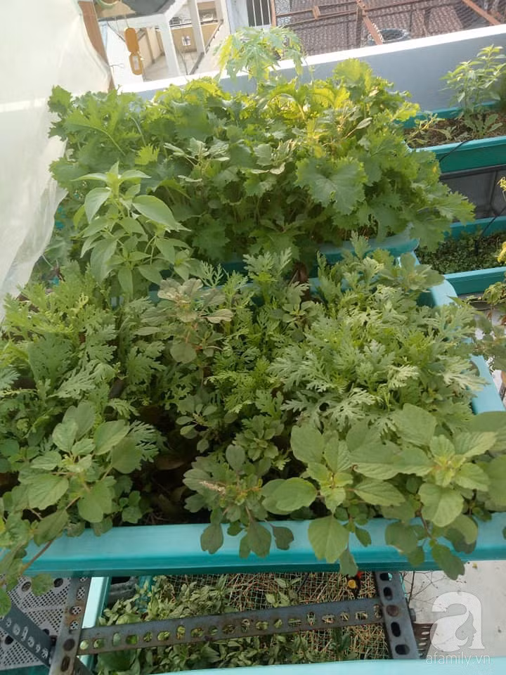 Mẹ Sài thành đã biến sân thượng 15m² thành “trang trại” đủ loại rau củ xanh mướt ảnh 13