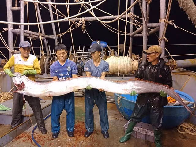 Thanh Hoá: Ngư dân bắt được cá hố khổng lồ nặng gần 1 tạ, 4 người mới nhấc lên nổi - Hình 3