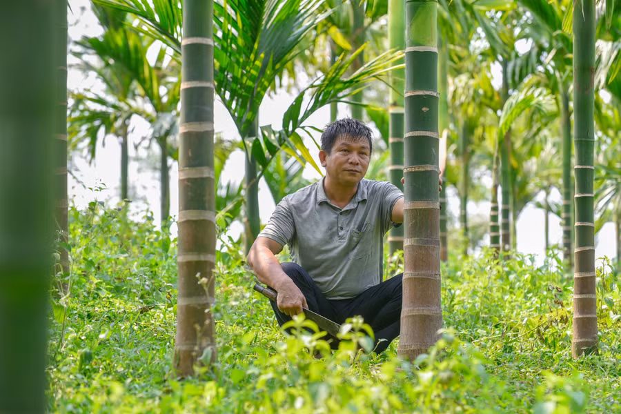 Ông Dũng bén duyên với nghề trồng cau từ năm 2006. Ông Dũng bén duyên với nghề trồng cau từ năm 2006.