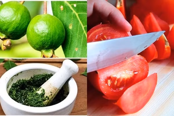 Cứ lấy nắm lá ổi làm theo cách này, mụn đầu đen sẽ bị đánh bật trả lại làn da trắng mịn như mơ 
