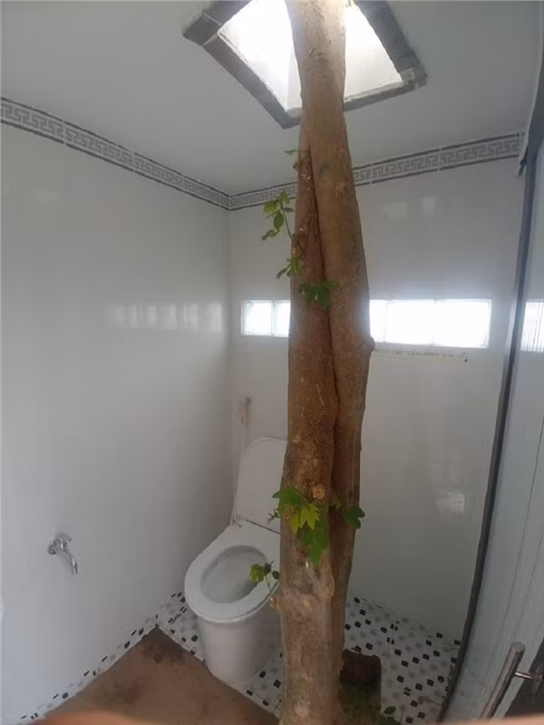 Vừa đi WC vừa hòa mình vào thiên nhiên