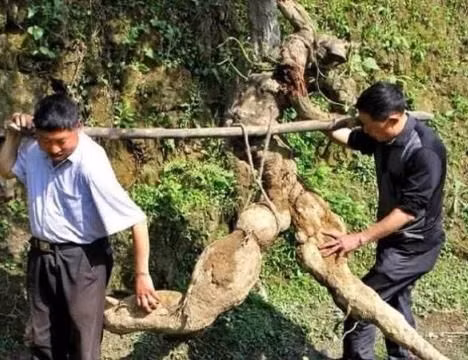 Thực tế, rễ sắn lại có giá 2 triệu tệ