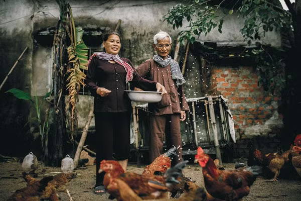 Họ cùng chăm sóc đàn gà. Quà cưới của cụ ông 73 tuổi và vợ hai sau hơn 20 năm ngày cưới