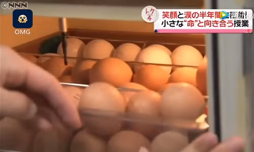 Học sinh được dạy cách ấp trứng. Ảnh:Nippon TV