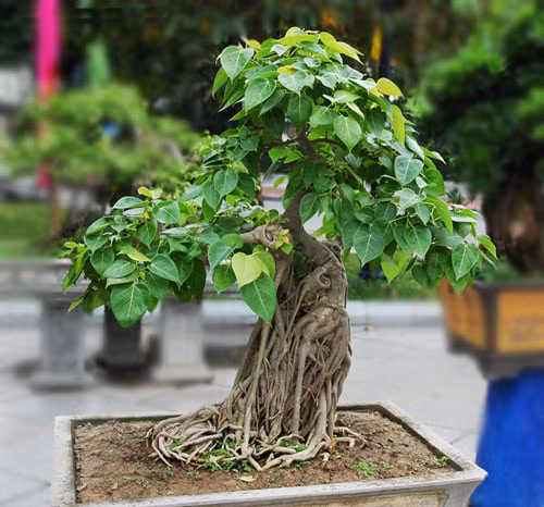 cay-phong-thuy-02