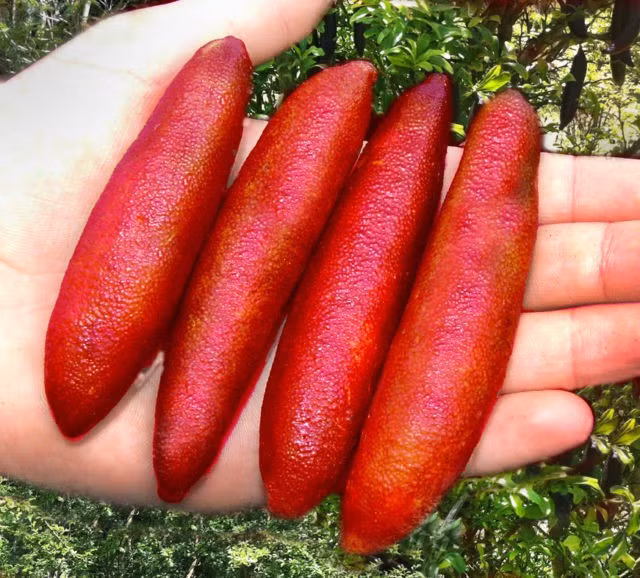 Chanh ngón tay có hương vị lạ giá 3,5 triệu đồng/kg ảnh 2