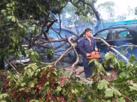 mưa cây đổ 2