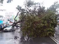 mưa cây đổ 4