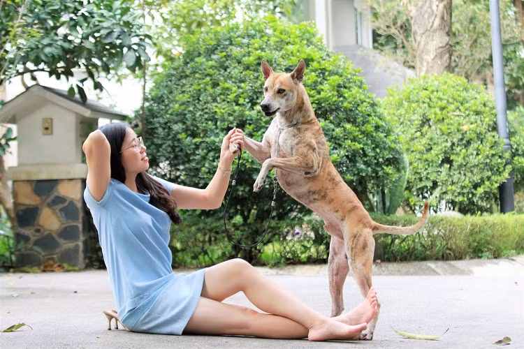 Chiêm ngưỡng 3 chú chó Phú Quốc độc nhất Việt Nam có tổng giá trị gần 1 tỷ đồng ảnh 4